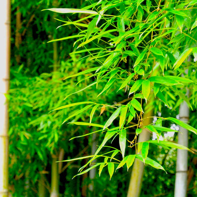 竹は百害あって一利なし？「竹害」と竹の炭素蓄積量、吸収量の国内研究