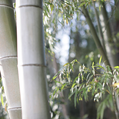 世界の竹と中国の竹。中国の竹パルプ産業を調べてみた
